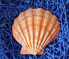 Muscheln - Deko Muscheln - viele Muschelarten als maritime Muschel Deko, zum Sammeln und Verschenken