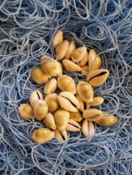 Muscheln Cypraea moneta 50 Stk.