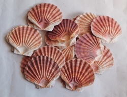 10 Pecten Jacobaeus Pilgermuscheln je ca. 9 x 12 cm