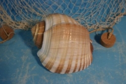 Schnecke Tona Galea Cepa ca. 18-20 cm