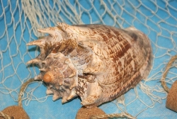 Muschel Voluta imperialis 15-16 cm