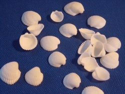 Clam Rose White ca. 1 cm 1 kg
