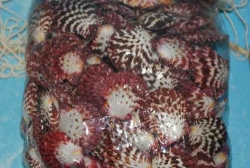 Muschel Pecten Pallium mini ca.3 cm 100 Stück