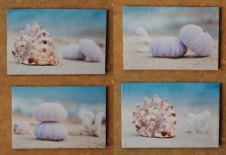 Bilder Seeigelgehäuse 4 Stück je ca.20x30 cm