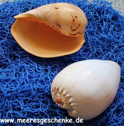 Muschel / Meeresschencke Voluta melocorona ca. 22,5 - 25 cm