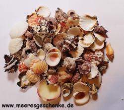 Muschelmix ca. 3-6 cm 1 kg (9,95€/kg)