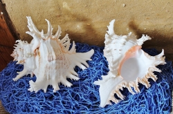 Muschel Murex Ramosus ca. 12-15 cm