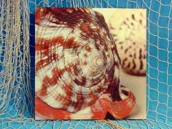 Bild Cassis Rufa ca. 28x28cm