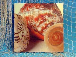 Bild Cassis Mix ca. 28x28cm