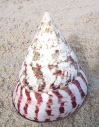 Muschel Trochus stellatus rot