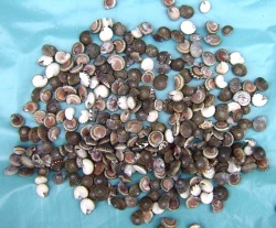 Muscheln Umbonium 100 g (11,80€/kg)