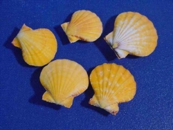 Doppel-Muschel Pecten Orange Vexillium ca. 4 x 4 cm