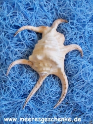 Muschel Lambis chiragra ca. 18-20 cm