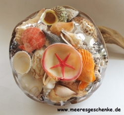 muscheln im korb mit 20 cm durchmesser