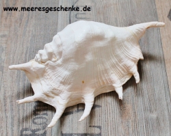 Muschel Lambis truncata ca. 24 x 15 cm
