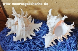Muschel Murex Ramosus ca. 17 cm