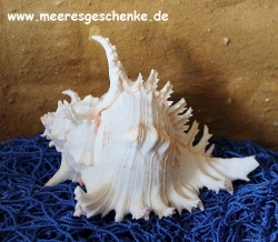 Muschel Murex Ramosus ca. 20 cm