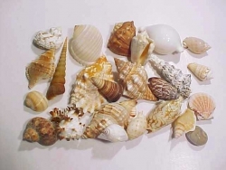 Muschel-Mix aus 24 verschiedenen Muscheln ca. 6 - 8 cm