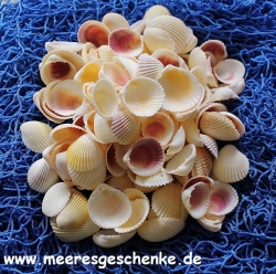 Muscheln Cockles 1 kg ( 9,95€/kg)