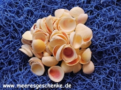 Muscheln Cockles 500 g (10,98€/kg)