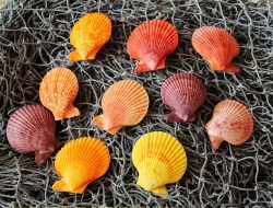Doppel-Muschel Pecten Nobilis 10 Stück ca. 5-7 cm