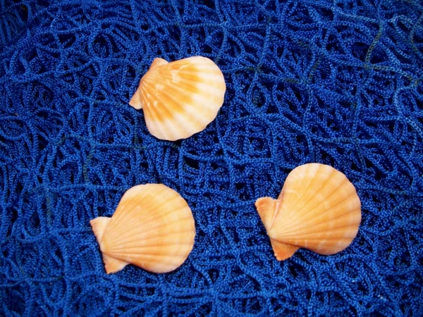 Doppel-Muschel Pecten Orange Vexillium ca. 4 x 4 cm