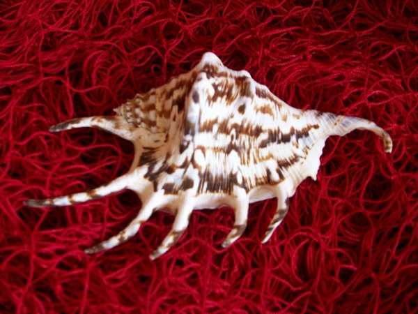 Dekorative Muschel Lambis dunkel ca. 10-11 cm