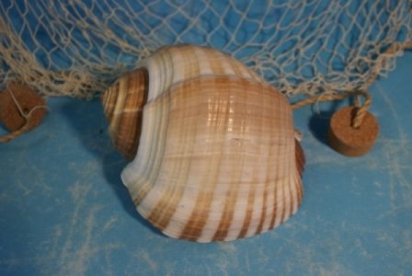 Schnecke Tona Galea Cepa ca. 18-20 cm