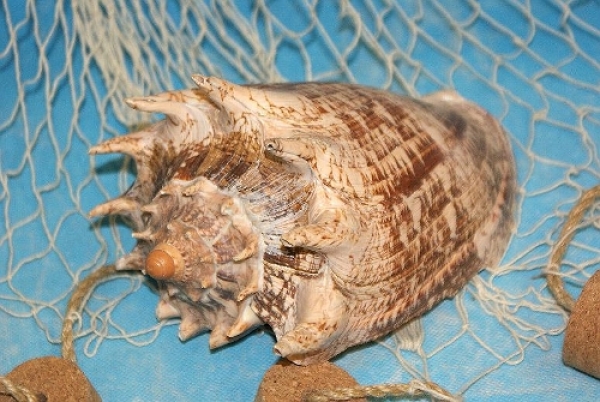 Muschel Voluta imperialis 15-16 cm