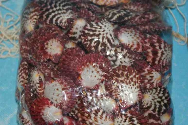 Muschel Pecten Pallium mini ca.3 cm 100 Stück