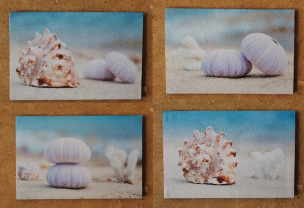 Bilder Seeigelgehäuse 4 Stück je ca.20x30 cm