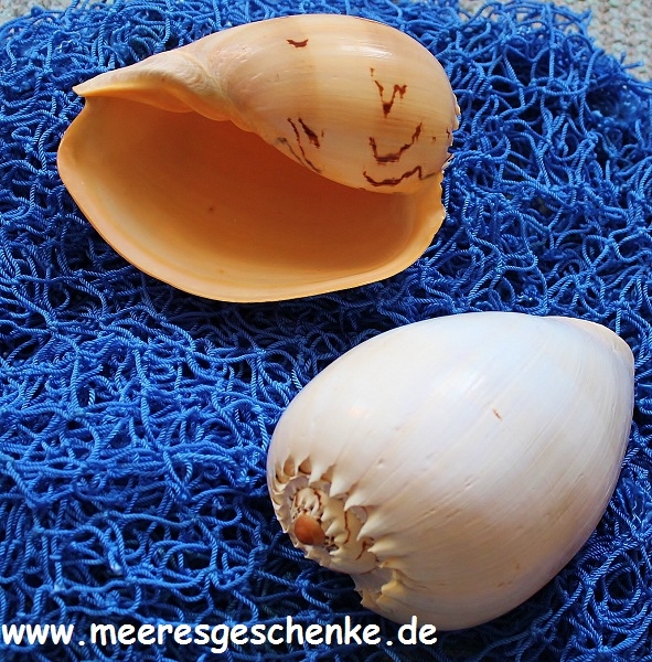 Muschel / Meeresschencke Voluta melocorona ca. 22,5 - 25 cm