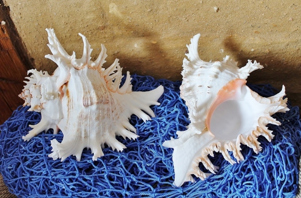 Muschel Murex Ramosus ca. 12-15 cm