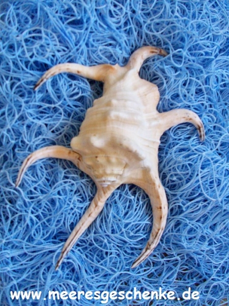 Muschel Lambis chiragra ca. 18-20 cm