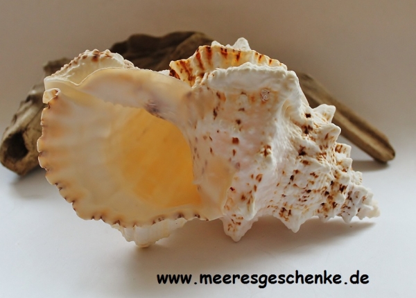 Muschel / Meeresschnecke Bursa Bubo ca. 22 x Ø 12 cm