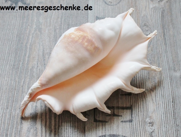 Muschel Lambis truncata ca. 24 x 15 cm