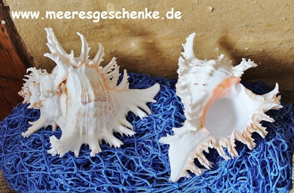 Muschel Murex Ramosus ca. 17 cm