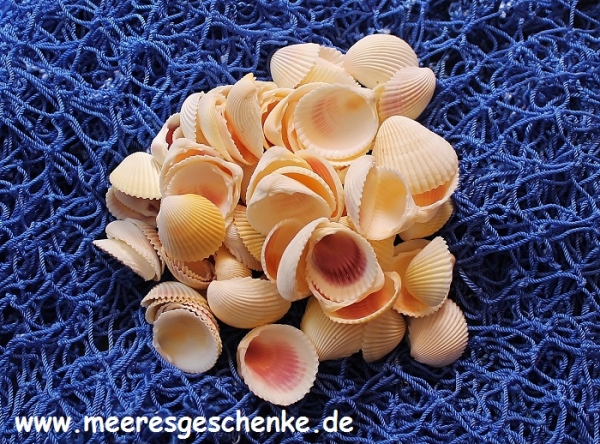 Muscheln Cockles 500 g (10,98€/kg)