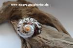 Muschel / Meeresschnecke Turbo Sarmartico Ø ca. 7 cm