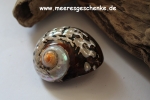 Muschel / Meeresschnecke Turbo Sarmartico Ø ca. 7 cm